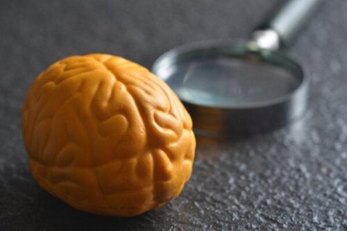 Waarom heeft het brein twee hersenhelften?