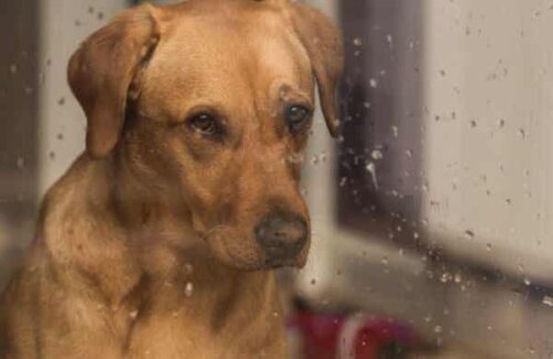 Hond kijkt uit regenachtig raam