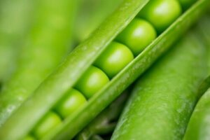 Mendels baanbrekende erfelijkheidswetten