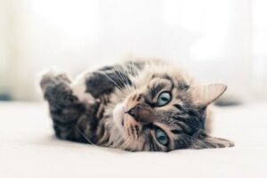 Tien bijzondere feiten over katten