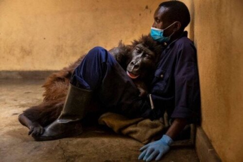 Ndakasi de gorilla, verlaat deze wereld in de armen van haar verzorger