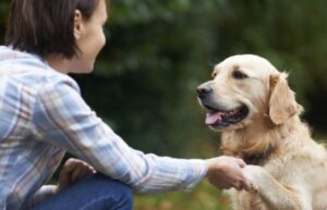 Hoe herkennen honden gezichten?