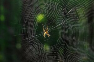 Wat betekent het als je over spinnen droomt?