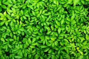 Wat betekent de kleur groen in de psychologie?