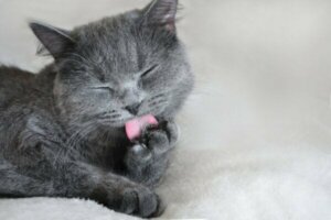 Wat betekent de kleur grijs in de psychologie?