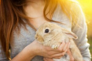 11 van de meest populaire huisdieren