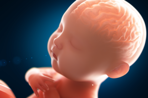 Van voor de geboorte tot vier jaar: een beslissende fase voor de hersenen