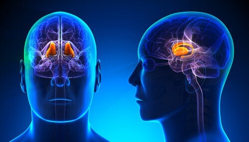 De kenmerken en functies van de thalamus