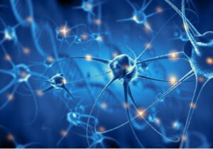 Psychobiologie: de hersenen en het gedrag bestuderen