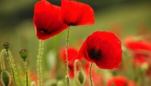 De maaiveldcultuur: het probleem van een goede presteerder op het werk