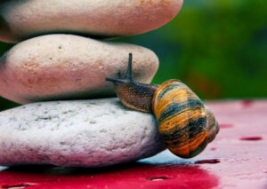 Ken je Albert Bandura's theorie van zelfeffectiviteit?