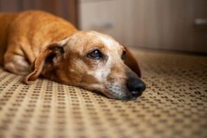 Net als mensen, rouwen honden na een overlijden, beweert recent onderzoek