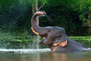 De Cambridge Declaration: dieren zijn bewuste wezens