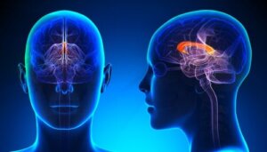 Alles over het corpus callosum