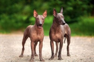 Xoloitzcuintle: de Azteekse hond die zielen naar de onderwereld begeleidde