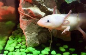De Maya-legende van de axolotl