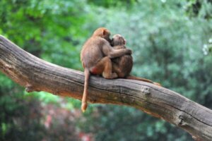 Zijn dieren van nature zorgzaam?