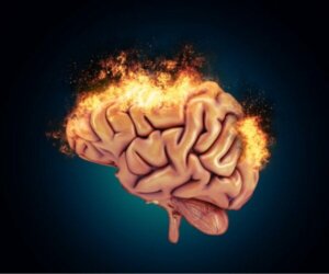 De neurobiologie van agressief gedrag