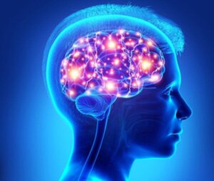 De rol van de prefrontale cortex bij tieners