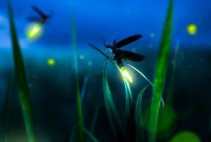 De vuurvliegmetafoor: wees een licht in de duisternis