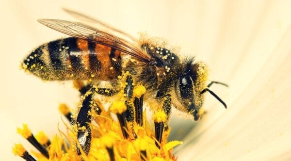 Bijen kunnen rekenen, beweert onderzoek