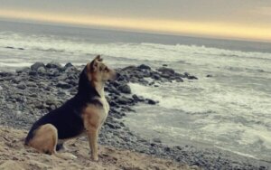 Het verhaal van Vaguito, de Peruaanse Hachiko