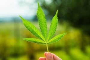 Het ontkrachten van een merkwaardige mythe over marihuana