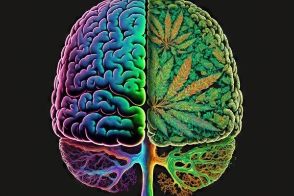 Het verband tussen cannabis en schizofrenie