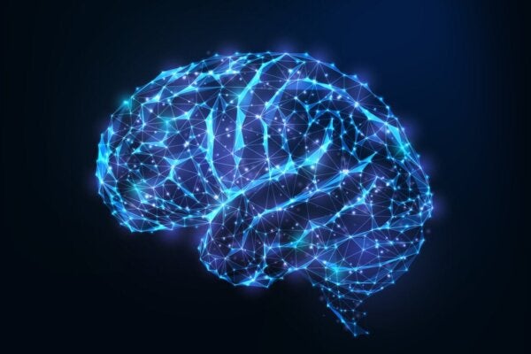 Androgyne hersenen: wat betekent het en wat zijn de voordelen?