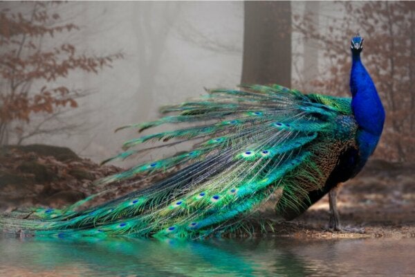 11 van de mooiste dieren ter wereld