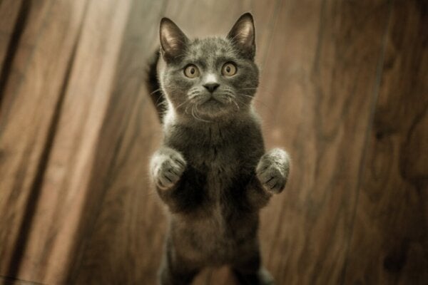 Wat betekent het als je over katten droomt?