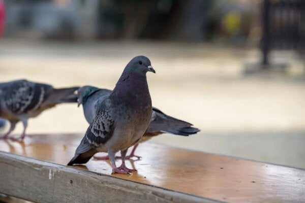 Ornithofobie of angst voor vogels