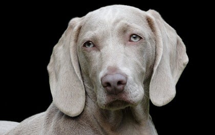 Hebben dieren persoonlijkheden?