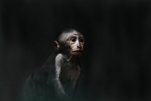 De put der wanhoop - een indrukwekkend experiment met apen