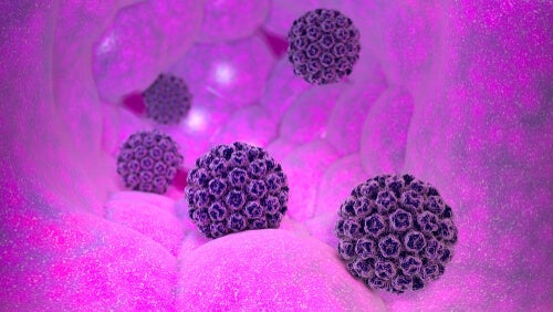 De kenmerken van het humaan papillomavirus