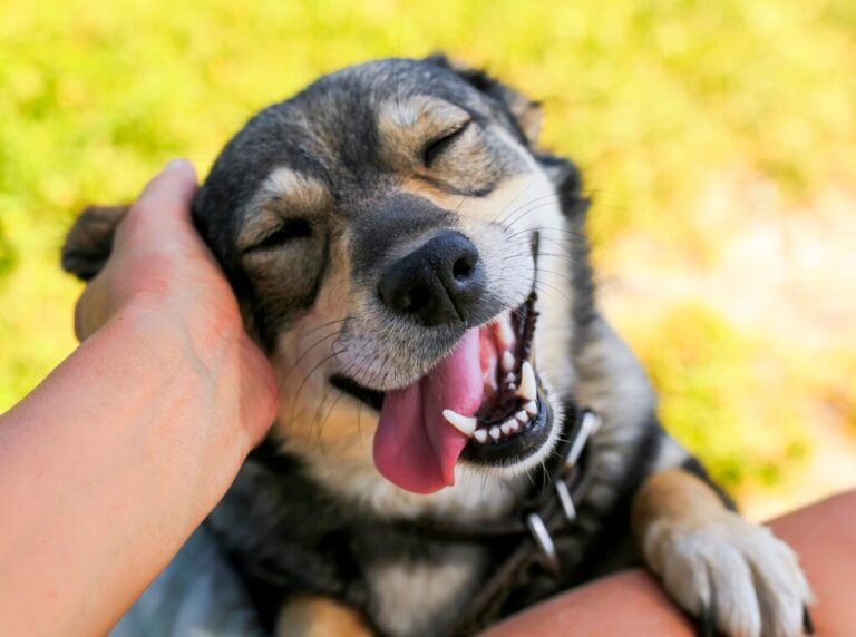 Het hebben van een hond versterkt de hersenen, blijkt uit onderzoek