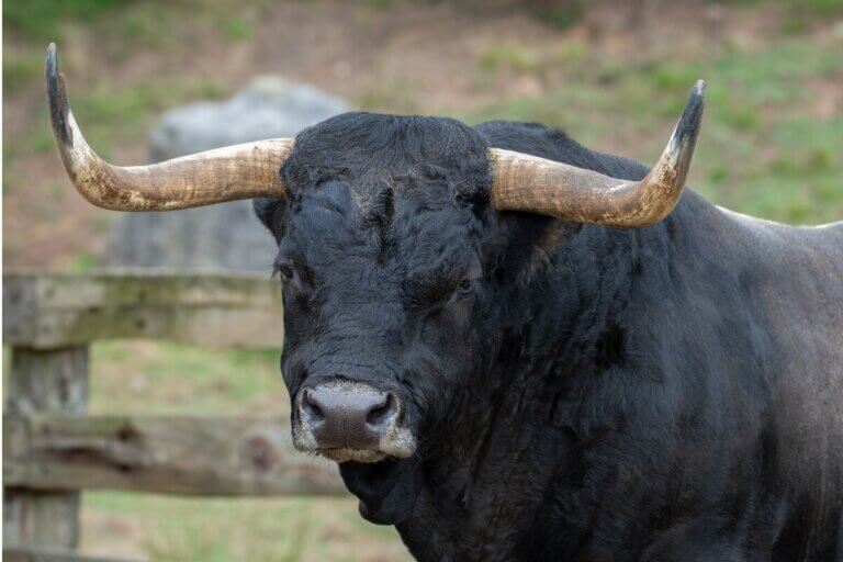 Stier
