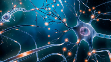 Ontdek hoeveel neuronen we hebben en andere interessante feiten over neuronen