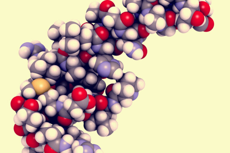 Hypocretine of orexine: kenmerken en functies