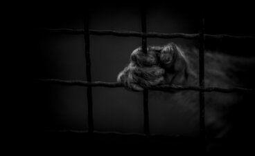 Hoe te werken te midden van kreten van pijn