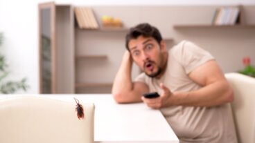 Waarom ontstaat een fobie voor kakkerlakken en wat kun je eraan doen?