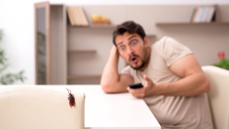 Waarom ontstaat een fobie voor kakkerlakken en wat kun je eraan doen?