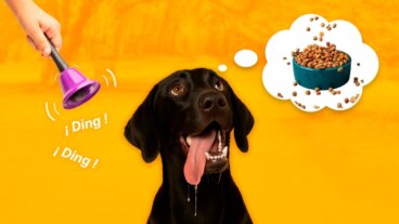 Wat is een geconditioneerde stimulus? Kenmerken en voorbeelden